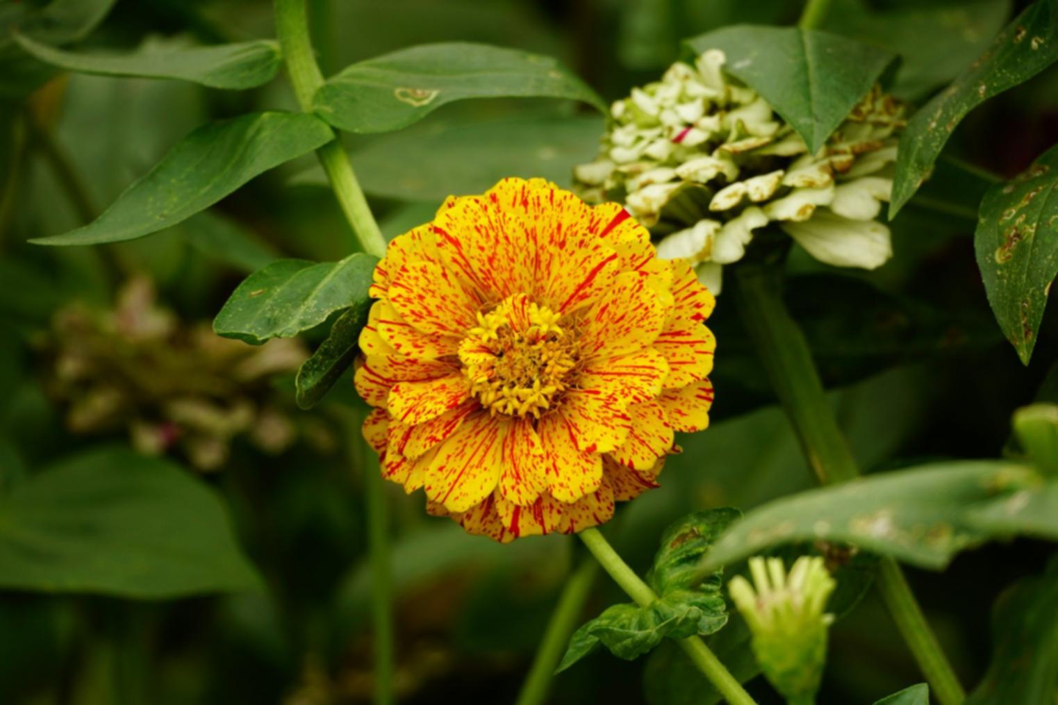 Beautiful delivered flower arrangement showcasing our quality results